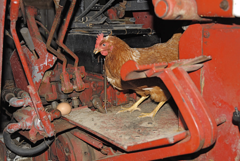 A brow chicken standing on the floorboards of an old tractor, looking at a freshly laid egg.