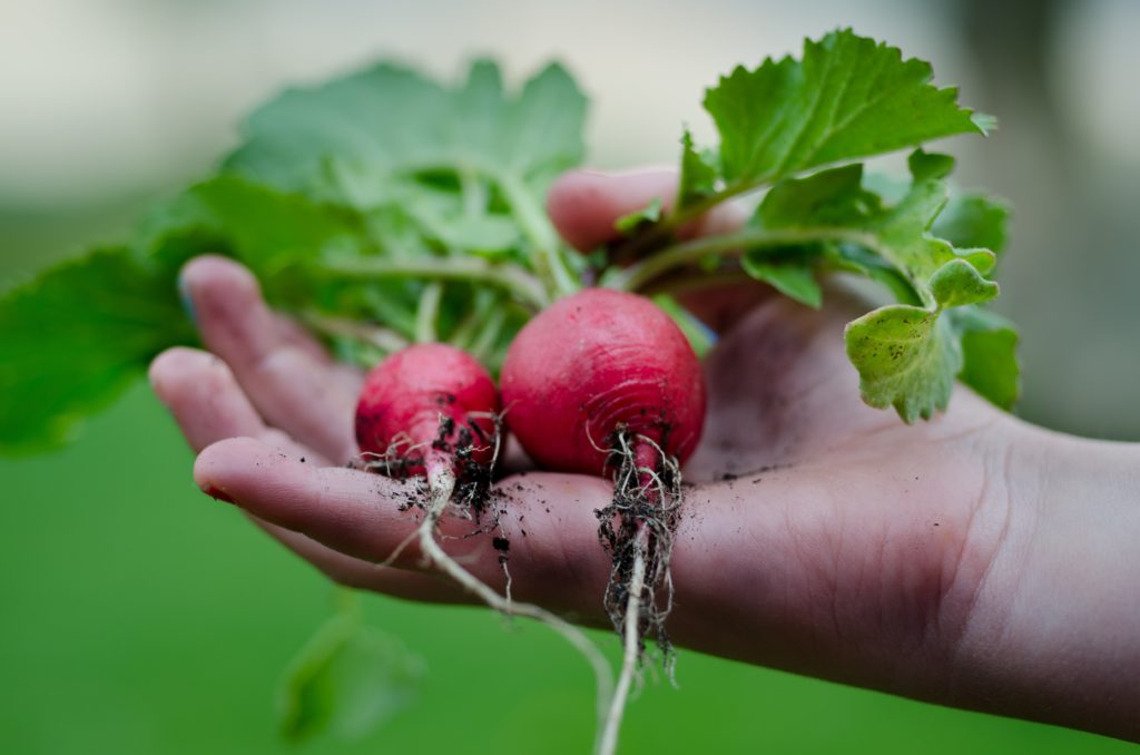 market gardening business plan