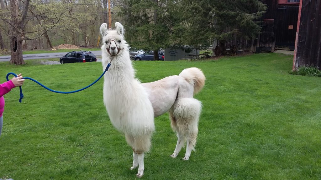 A llama at Hemstreet Farm in East Aurora, New York.