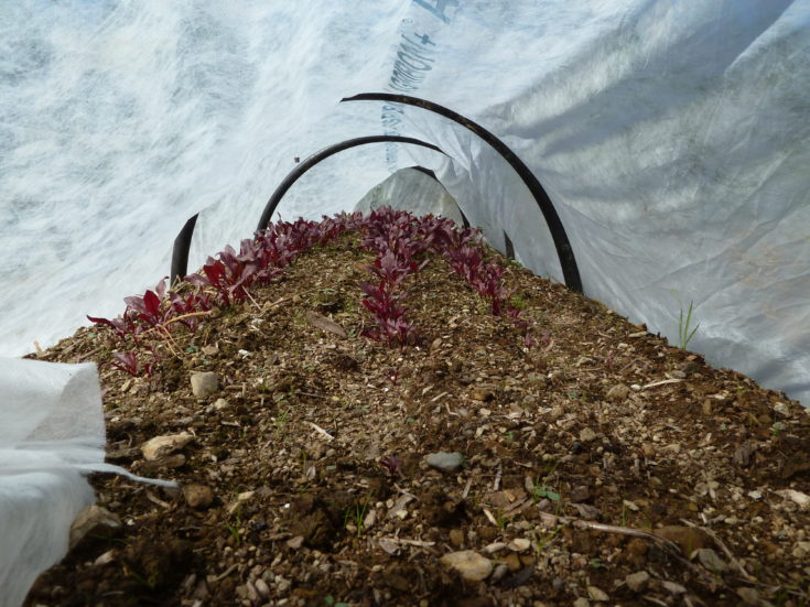 How to prepare a raised garden bed for winter Hello Homestead