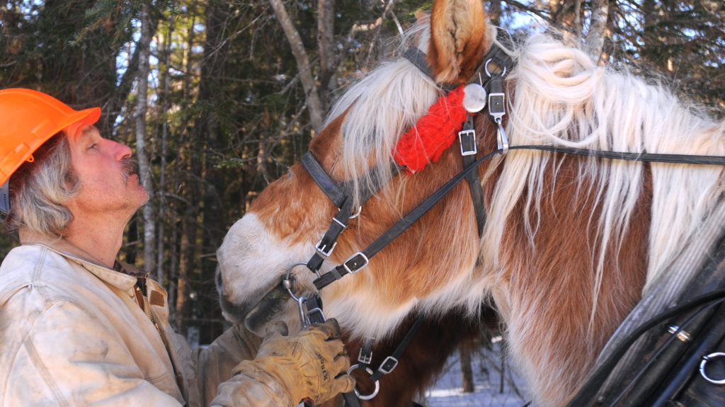 A man in an orange hardhat talks to a brown draft horse.