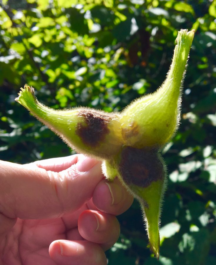 Wild hazelnuts are a sweet, prickly end to New England’s foraging