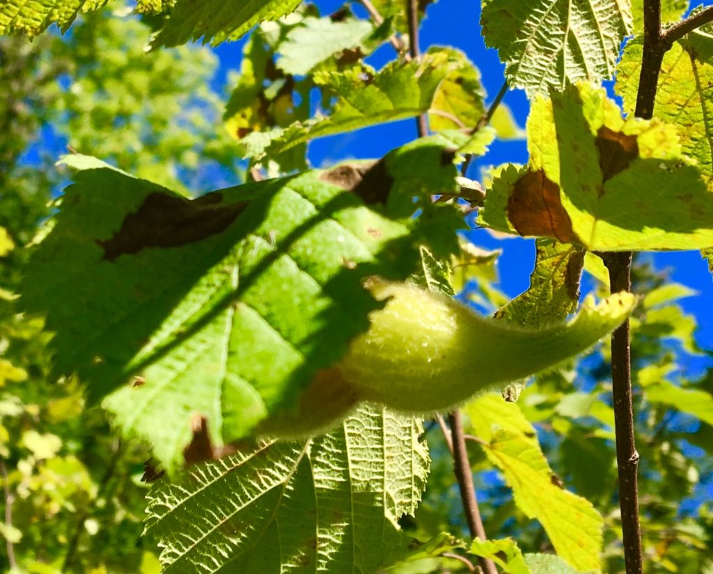 A wild beaked hazelnut still on the shrub.