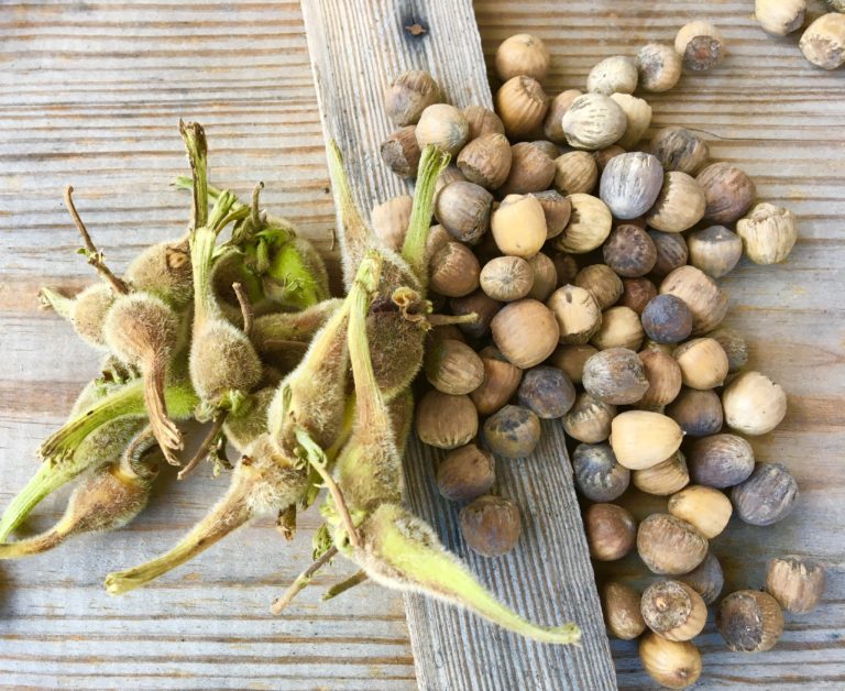 Wild hazelnuts are a sweet, prickly end to New England’s foraging season Hello Homestead