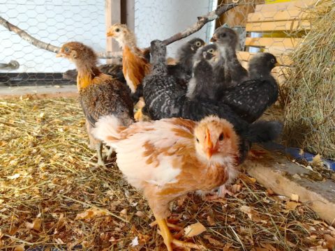 What are the best breeds of meat chickens? | Hello Homestead