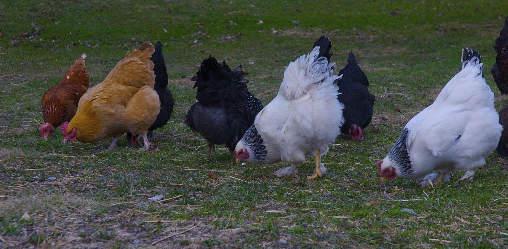 A flock of colorful chickens pecks at fresh grass.