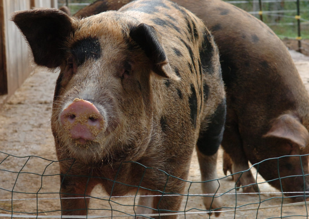 A brown pig with black spots stands at a fence.