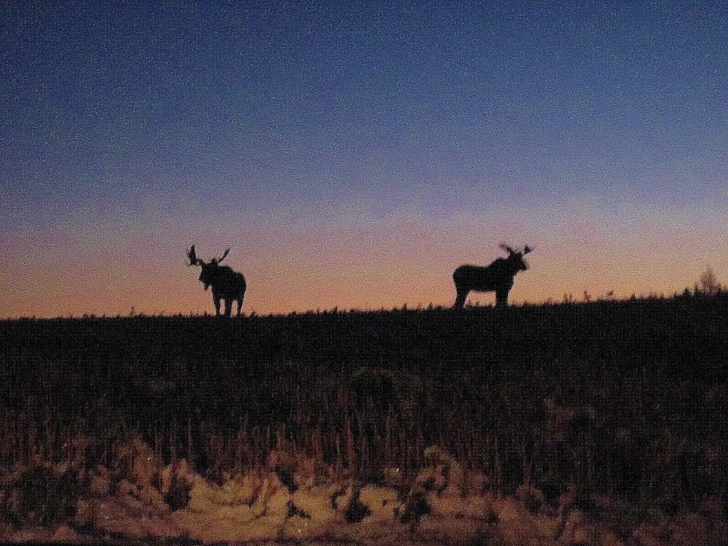 Two bull moose profiled agains a sunrise standing on a field.