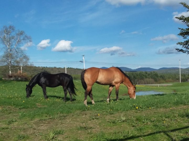 How to start homesteading in New Hampshire Hello Homestead