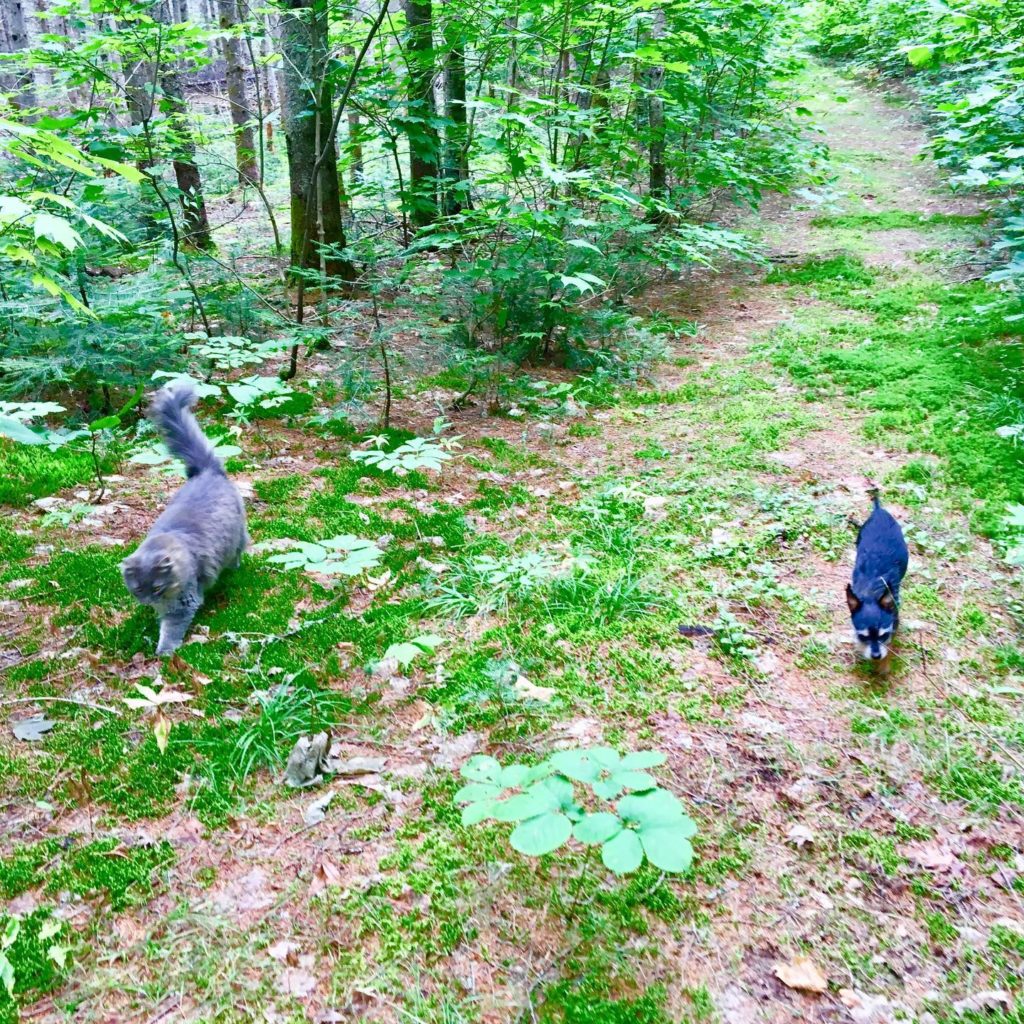 A fluffy grey cat and a tiny black dog walk on a trail in the woods.