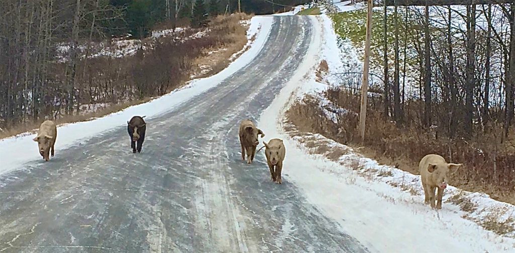 A herd of five large pigs walks up a road toward the camera.