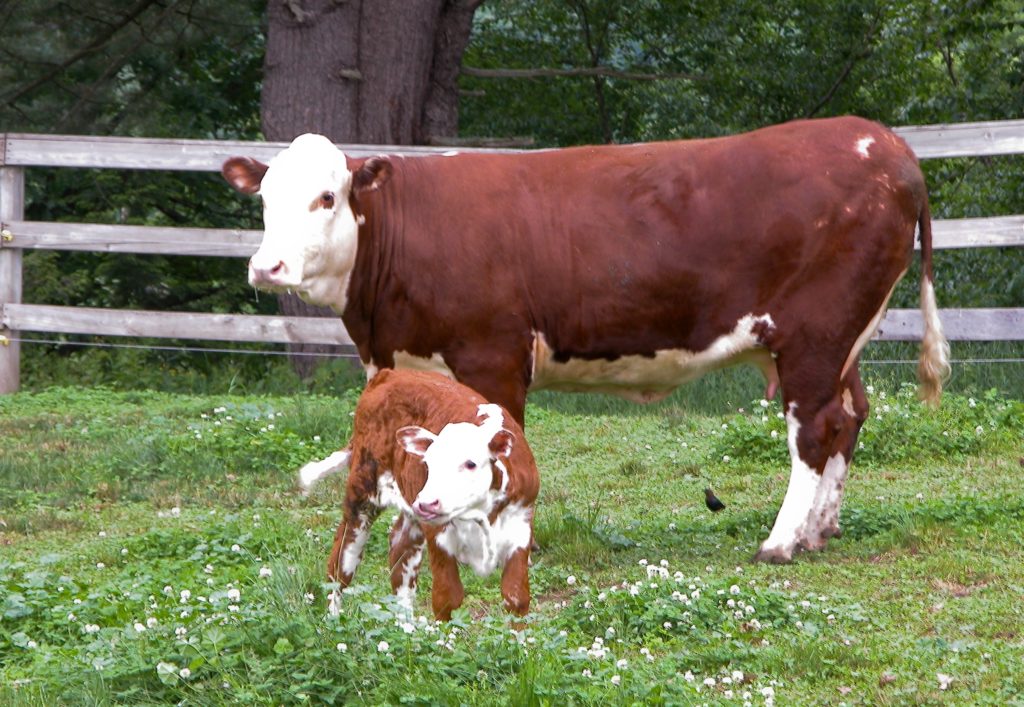 A mother cow with a calf standing inside fenced-in pasture.
