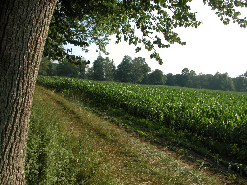 A field of mature corn.