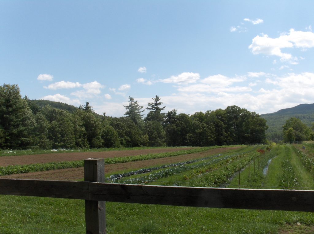 Rows of vegetables growing behind a fence.