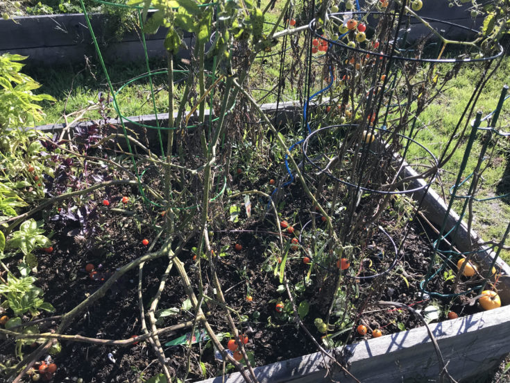 I have a bumper crop of cherry tomatoes. Here's how I'm using them