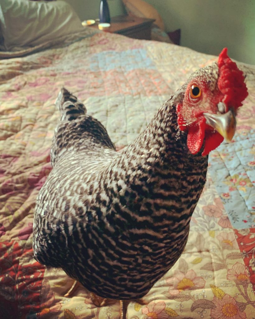 A black and white Dominique chicken sits on a human bed and looks into the camera.