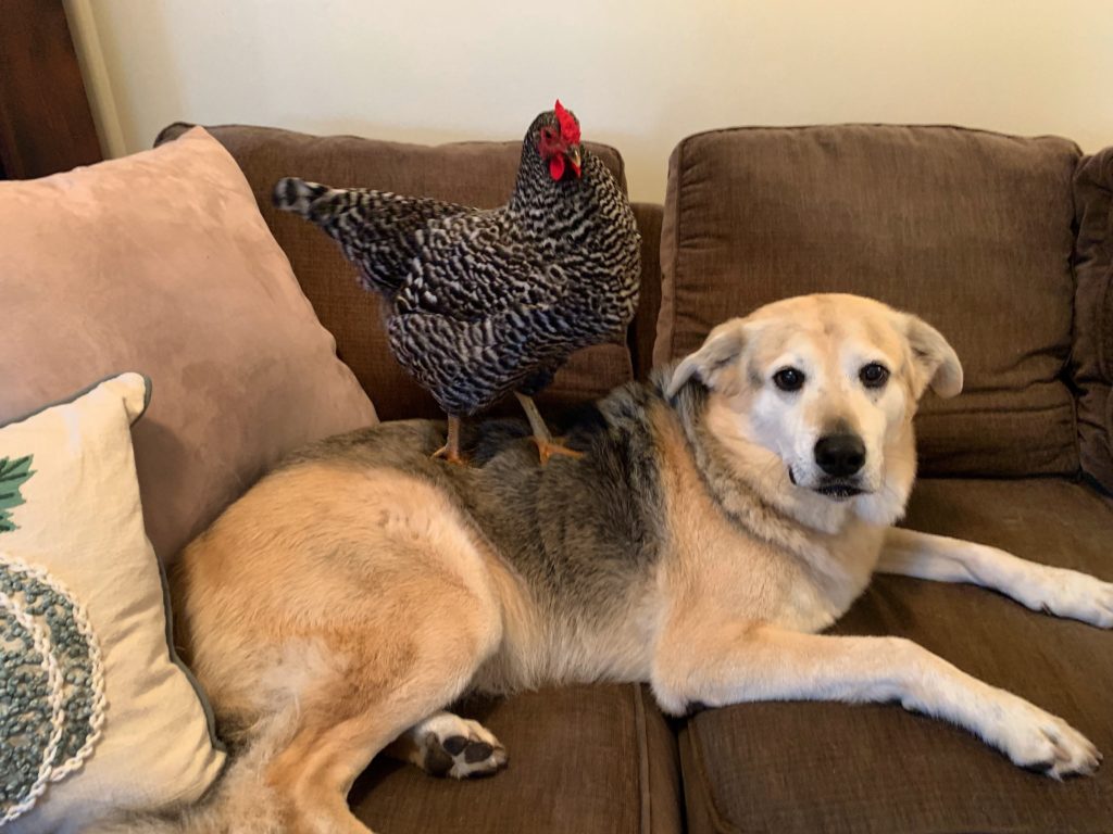 A large dog on a couch with a chicken standing on top of him.
