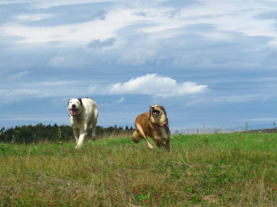 A white dog and a brown dog run happily in a large field.