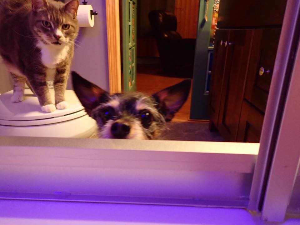 A grey and white cat standing on top of a toilet, small black dog peeking over the side of a bathtub.