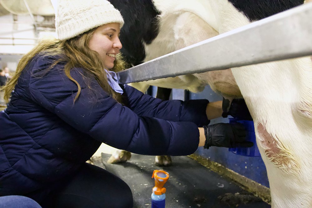 I tried to milk a cow. Here's how it went. | Hello Homestead