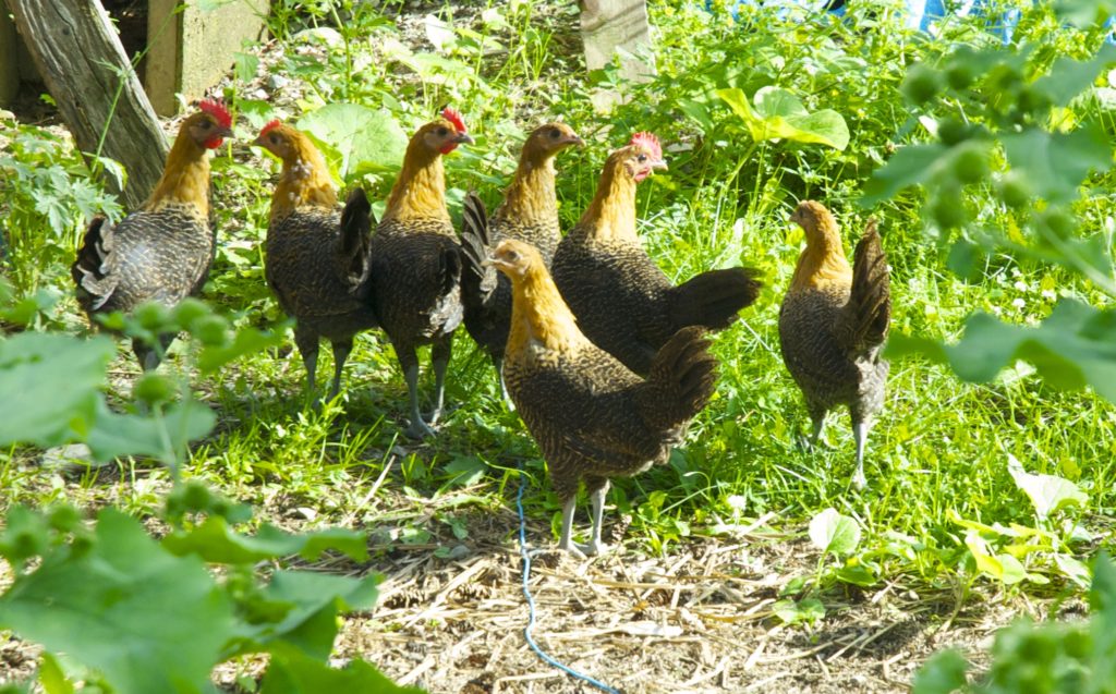 Seven Golden Campine chickens stand on a sunny, grassy spot.