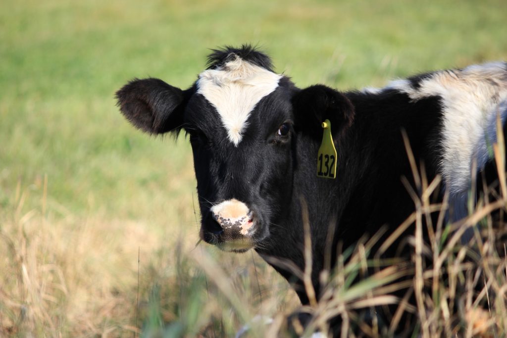 Close up shot of a black and white cow looking directly at the camera.