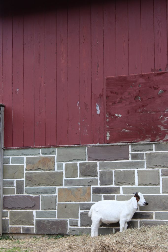 A white goat stands against a stone wall.