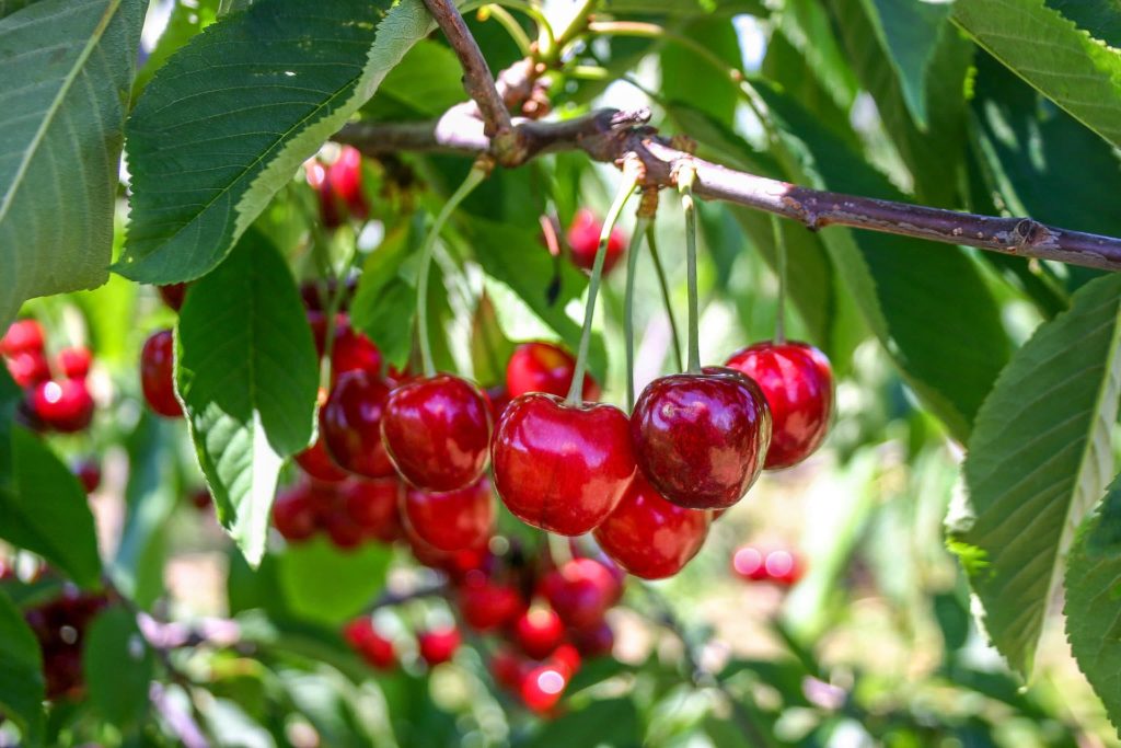 Ripe, red cherries hanging in a bunch from a tree.