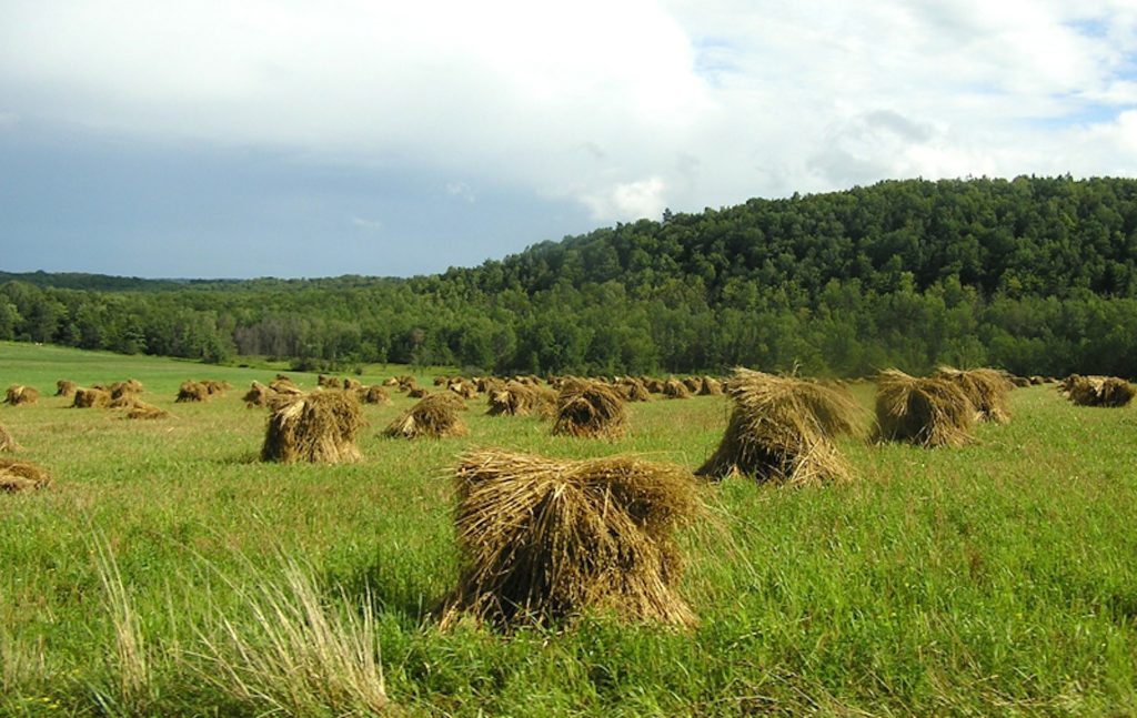 Bunches of harvested, ripe grain in a field of green.