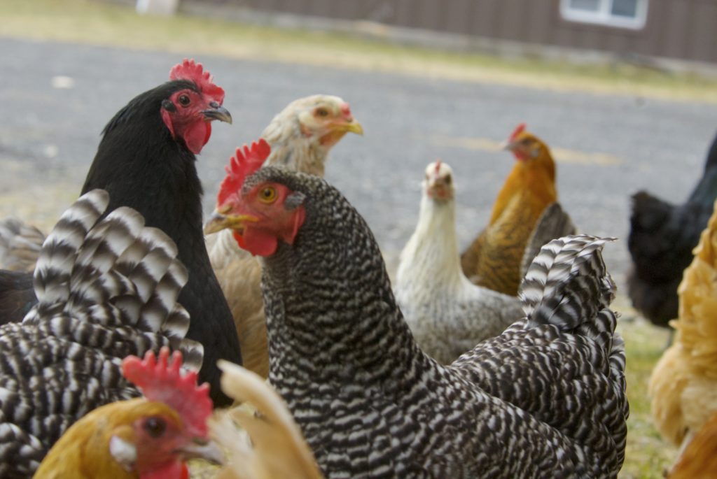 A group of chickens milling about.