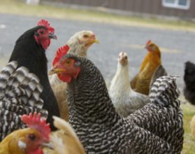 livestock animals Petition · loudoun county animal services director tom koenig: hold
