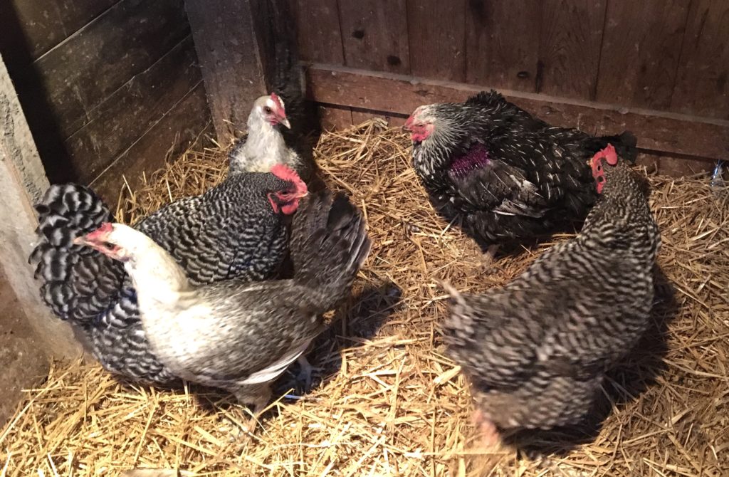 A group of five chickens on a coop floor. Standing on straw.