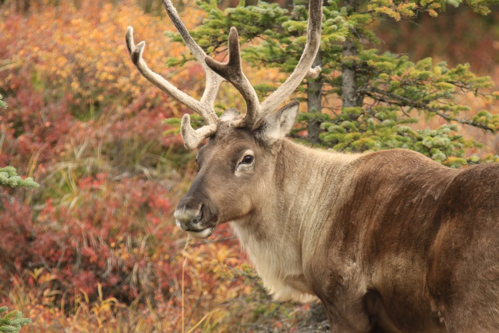 How to start homesteading in Alaska Hello Homestead