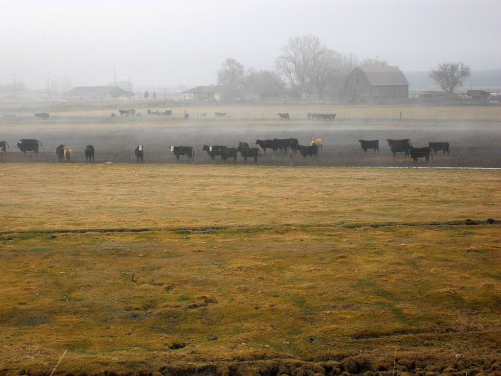 A herd of cattle in a field with a haze of mist.