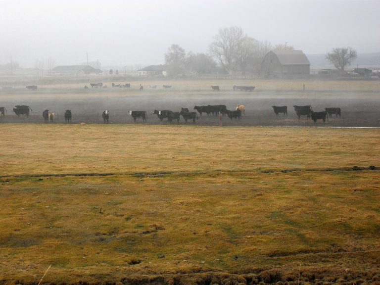 How To Start Homesteading In Oregon | Hello Homestead