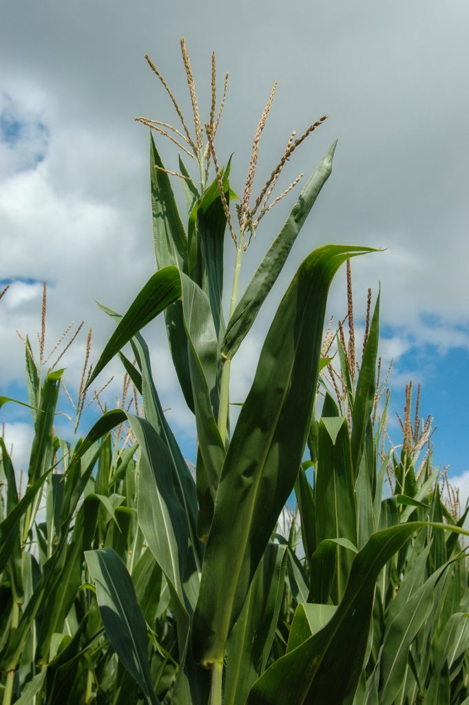 A close up photo of a corn stalk.