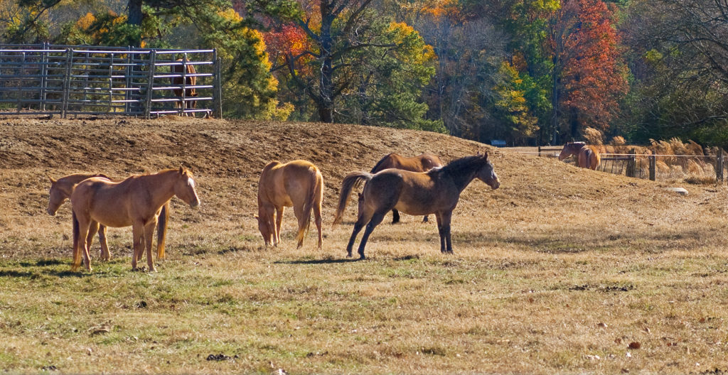 How to start homesteading in Georgia | Hello Homestead