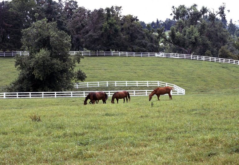 How to start homesteading in Kentucky Hello Homestead