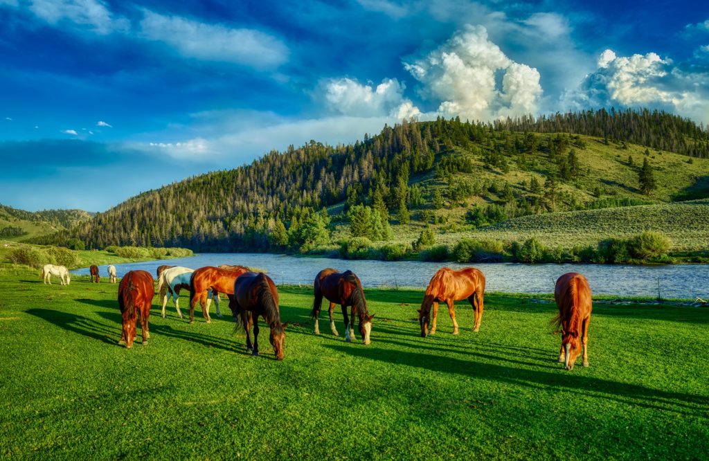 A herd of grazing horses on green grass in front of a river.