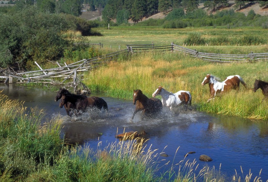 A herd of horses runs through a stream. Split rail fence in the background.