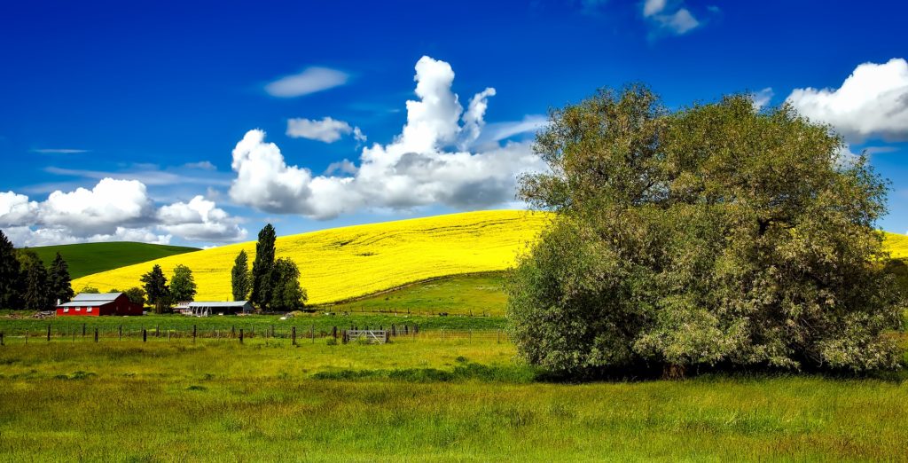 Panoramic view of a farm with a red barn and ripe, yellow grain on a hill behind it.