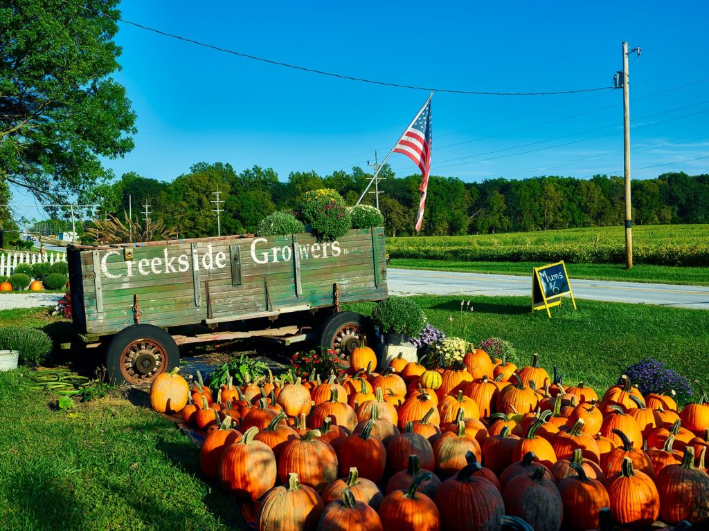 Rows of ripe, orange pumpkins in front of an old green trailer on the side of the road with an American flag.
