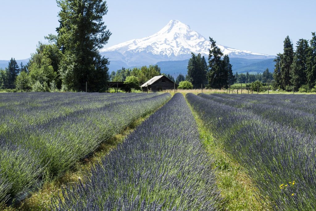 A field of lavender with a snowcapped mountain in the background.