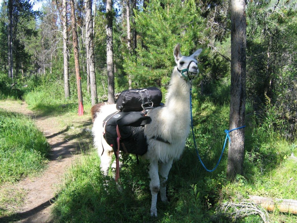 A white llama with pack gear on its back. Tied to a tree next to a forest trail.