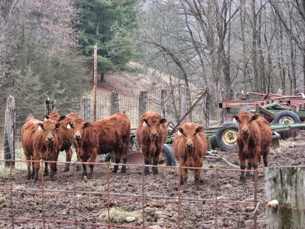 A group of six brown cows facing the camera.