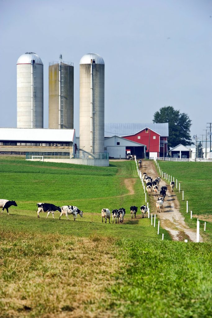 Black and white cows walk up a dirt lane toward a barn.