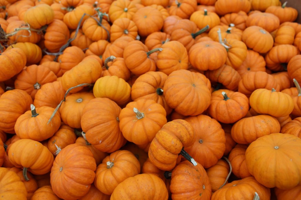 A pile of ripe, orange pumpkins.