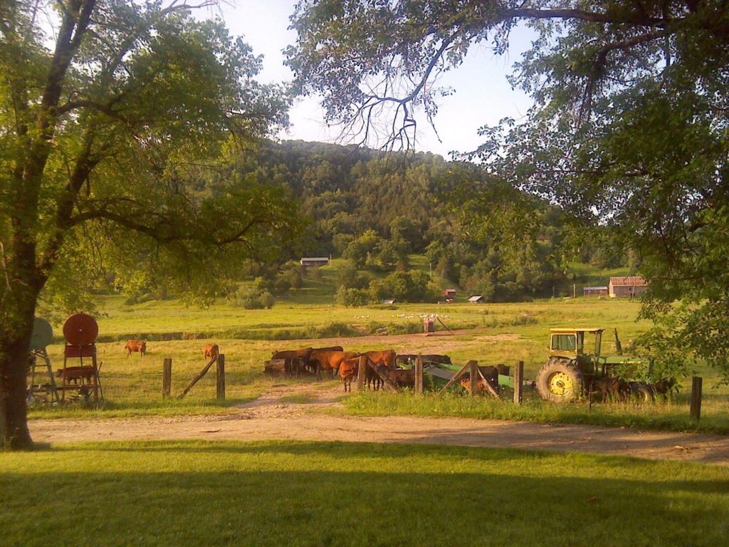 Cattle and an old tractor in a grassy field.