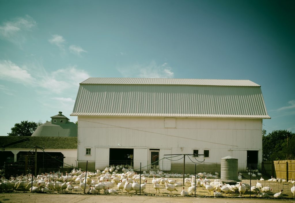 A flock of domestic turkeys behind a fence and in front of a white barn.