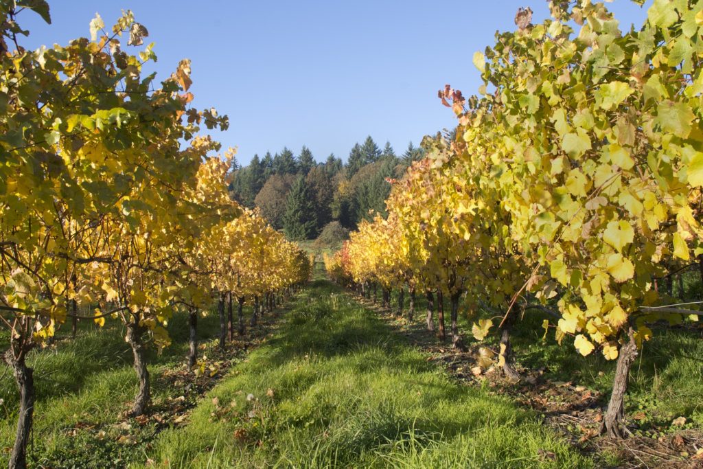 Looking down a row of grapes in a vineyard.